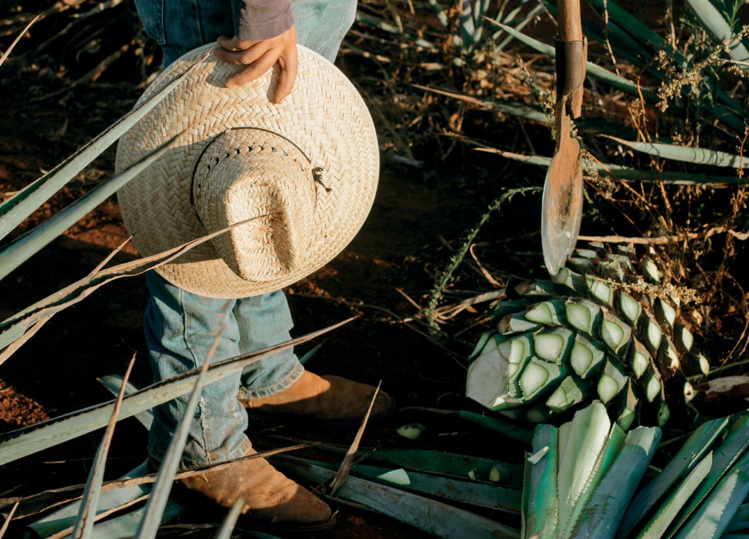 Умывальник Agave, разработанный Алессандро Горла и Рене Наваррете из студии Algoritmo в Риме, вдохновлен химадором, традиционным мексиканским ремеслом, посвященным сбору агавы. - © Студия Алгоритмо, Forma&Cemento и ISAD